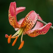 Manitoba Morning - floret